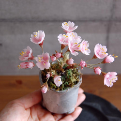 ◆粘土のお花◆　桜盆栽　S644 11枚目の画像