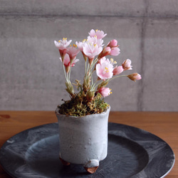 ◆粘土のお花◆　桜盆栽　S644 8枚目の画像