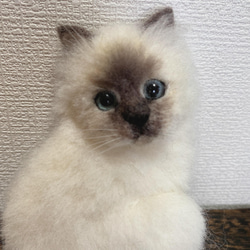 羊毛フェルト バーマン猫 ブローチ 3枚目の画像
