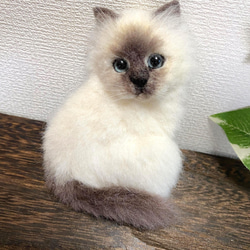 羊毛フェルト バーマン猫 ブローチ 6枚目の画像
