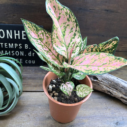 アグラオネマ♡幸せになるタイの宝石♡観葉植物 アートフラワー パリ