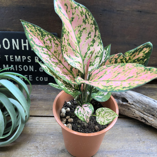 アグラオネマ アグラオネマ♡幸せになるタイの宝石♡観葉植物 アートフラワー