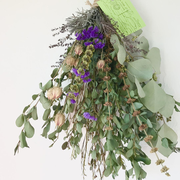 【バラ売り不可】アロマ軸植物族【エクストラ付き】 バラ売り不可】アロマ軸植物族【エクストラ付き】 楽天市場