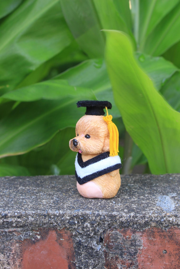 畢業寵物公仔擺設‧畢業禮物‧學士服‧學士帽‧哈士奇‧柯基‧貴賓‧拉不拉多 第13張的照片