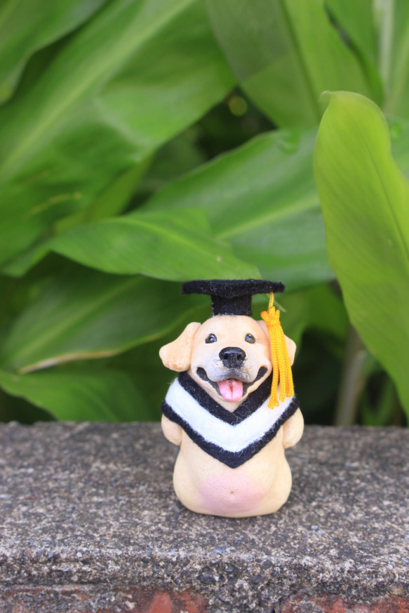 畢業寵物公仔擺設‧畢業禮物‧學士服‧學士帽‧哈士奇‧柯基‧貴賓‧拉不拉多 第17張的照片