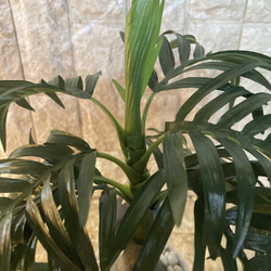 光触媒　人工観葉植物　ウォールグリーン　フェイクアレンジ　ココナッツヤシ 4枚目の画像