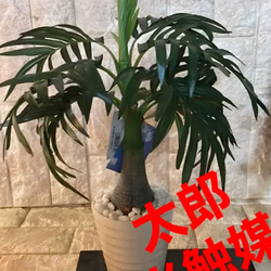 光触媒　人工観葉植物　ウォールグリーン　フェイクアレンジ　ココナッツヤシ 1枚目の画像