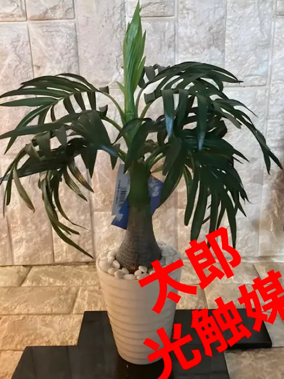 光触媒　人工観葉植物　ウォールグリーン　フェイクアレンジ　ココナッツヤシ 1枚目の画像