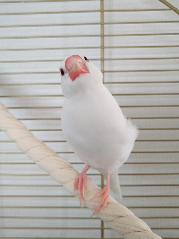 マシュロープ Mサイズ 38cm《ナチュラル》 布 ロープパーチ