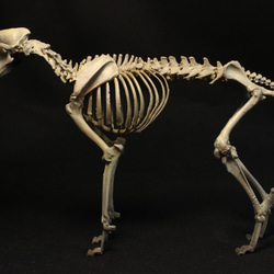 ニホンオオカミ 縮小全身骨格模型 【 白っぽい骨カラー 】 4枚目の画像