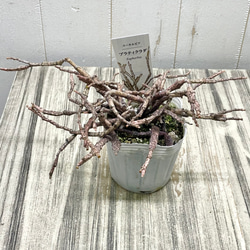 株立ち ゾンビプランツ ユーフォルビア プラティクラダ Euphorbia