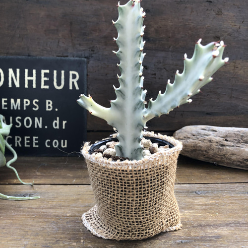 か*ん様 【特選】　多肉植物　ユーフォルビア　ホワイトゴースト　6寸　観葉植物 楽天市場】【選べる現品発送】多肉植物 希少種 ユーフォルビア