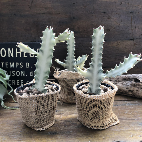 か*ん様 【特選】　多肉植物　ユーフォルビア　ホワイトゴースト　6寸　観葉植物 ユーフォルビア：ホワイトゴースト 4号鉢植え の通販 | 園芸ネット