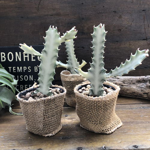 か*ん様 【特選】　多肉植物　ユーフォルビア　ホワイトゴースト　6寸　観葉植物 楽天市場】【選べる現品発送】多肉植物 希少種 ユーフォルビア