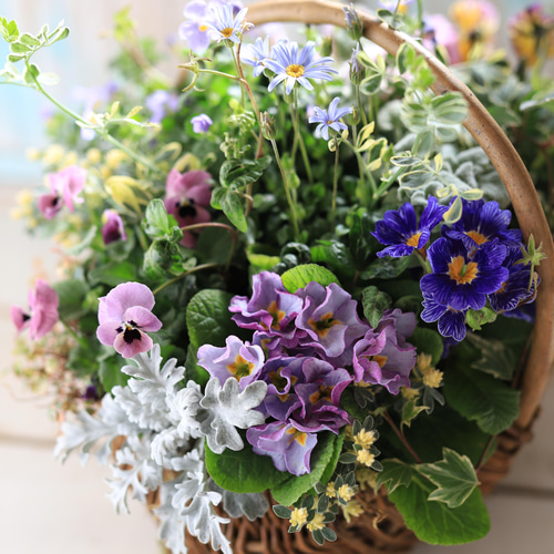 花籠いっぱいの春のお花のギャザリング寄せ植え 多肉植物 木の実 花籠いっぱいの春のお花のギャザリング寄せ植え 多肉植物 木の実