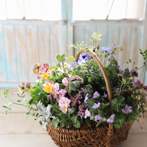母の日にプレゼント] 花かごにかわいい寄せ植え プランツ
