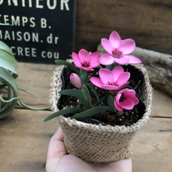 ヘスペランサ　フミリス♡ 秋植え球根♡毎年咲きます♡ガーデニング♡観葉植物 11枚目の画像