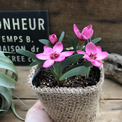 ヘスペランサ　フミリス♡ 秋植え球根♡毎年咲きます♡ガーデニング♡観葉植物 10枚目の画像