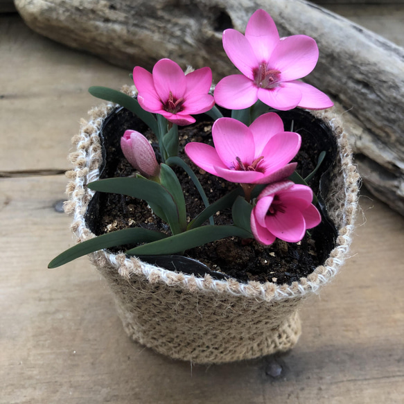 ヘスペランサ　フミリス♡ 秋植え球根♡毎年咲きます♡ガーデニング♡観葉植物 4枚目の画像