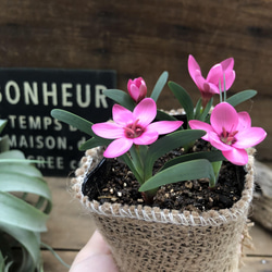 ヘスペランサ　フミリス♡ 秋植え球根♡毎年咲きます♡ガーデニング♡観葉植物 5枚目の画像