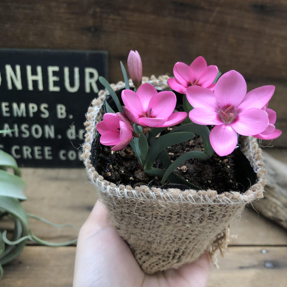 ヘスペランサ　フミリス♡ 秋植え球根♡毎年咲きます♡ガーデニング♡観葉植物 2枚目の画像