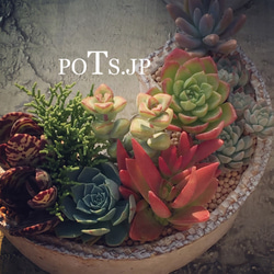 陶器製（2.5号ポット相当）多肉植物の欲しがる植木鉢 SMSc-2074ピンク 4枚目の画像