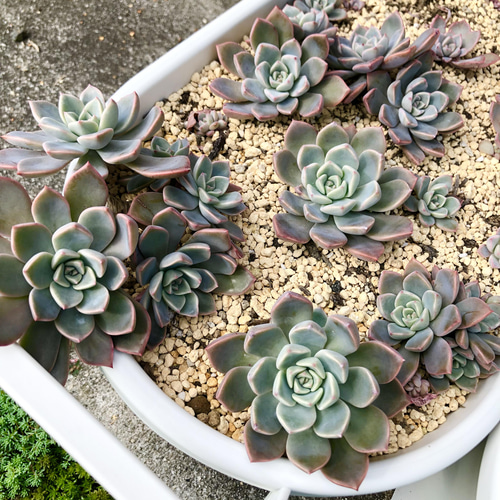 多肉植物＊レア品種入り＊カラフル寄せ植え♡＊カット苗 多肉