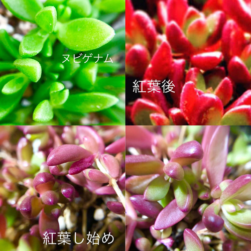 多肉植物＊レア品種入り＊カラフル寄せ植え♡＊カット苗 多肉植物 ＊N 