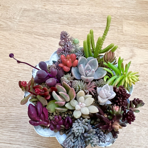 多肉植物＊レア品種入り＊カラフル寄せ植え♡＊カット苗 多肉