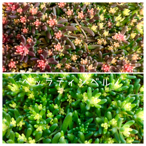 No.464 ❁ピュアラブ❁ カット苗 微根かも 多肉植物 寄せ植え 多肉植物