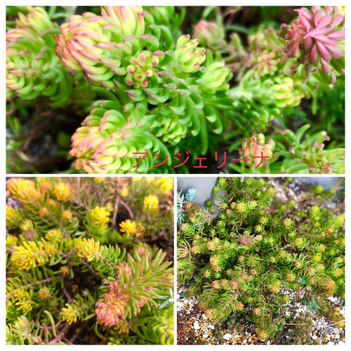 No.464 ❁ピュアラブ❁ カット苗 微根かも 多肉植物 寄せ植え 多肉植物 - Search / X