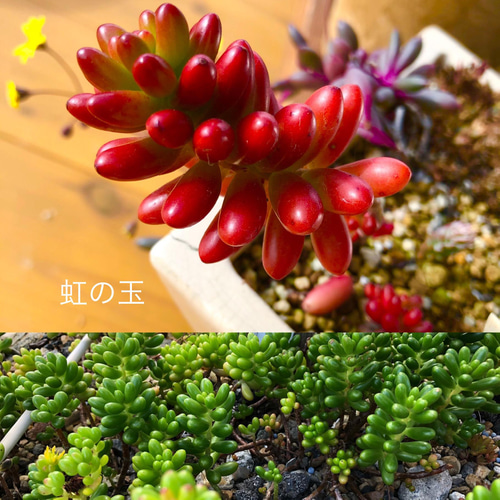 多肉植物＊レア品種入り＊カラフル寄せ植え♡＊カット苗 多肉植物 ＊N