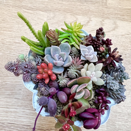 多肉植物＊レア品種入り＊カラフル寄せ植え♡＊カット苗 多肉植物 ＊N