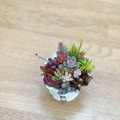 多肉植物＊レア品種入り＊カラフル寄せ植え♡＊カット苗 多肉
