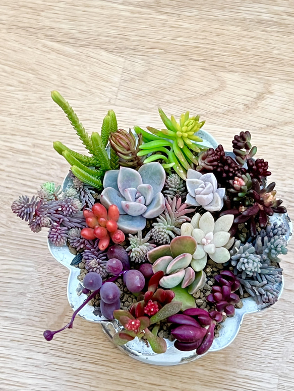 多肉植物*レア品種入り*カラフル寄せ植え♡*カット苗 多肉 多肉植物*レア品種入り*カラフル寄せ植え♡*カット苗 多肉