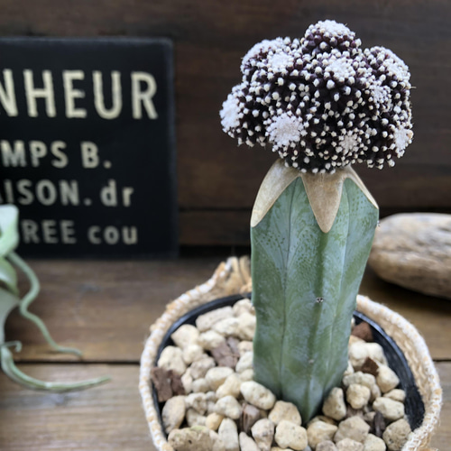 コピアポア テヌイシマ モンスト♡希少レア♡接木サボテン アート