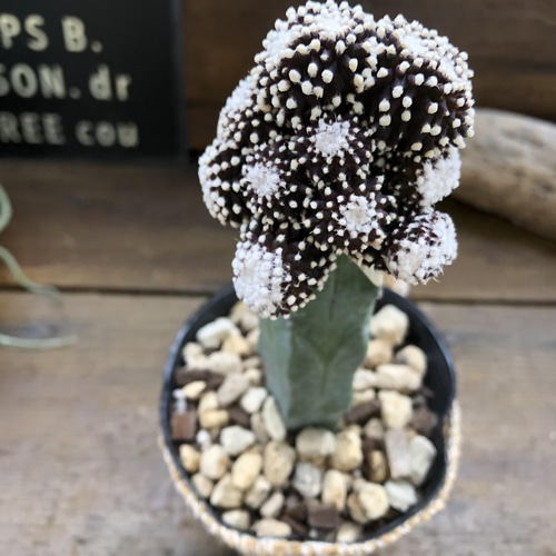 コピアポア テヌイシマ モンスト♡希少レア♡接木サボテン アート