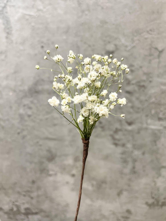 かすみ草/ナチュラル 髪飾り(ドライフラワー) 2枚目の画像