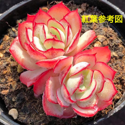 新品種 厳選美苗 Panamera 双頭 抜き苗 1苗2500円 多肉植物 愛多肉-(AI