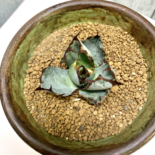 アガベ チタノタブラック&ブルー 実生株 多肉植物 キコリ 通販