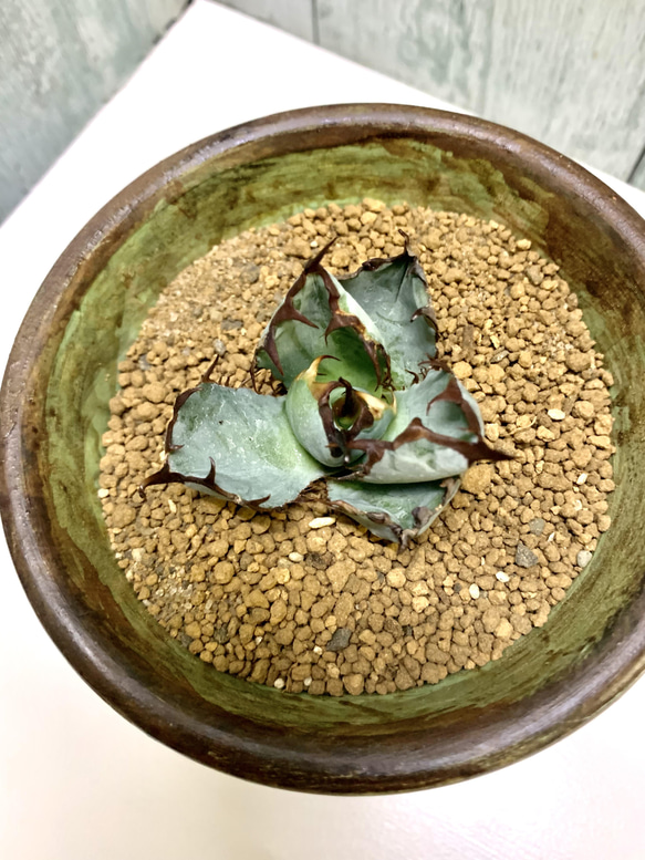 アガベチタノタ　ブラックアンドブルー　多肉　寄せ植え　流木 🌿Agave titanota 'Black & Blue' ③ 📌育成記録 画像を👈左に