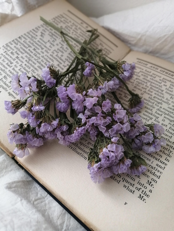 優しいラベンダー色のドライフラワースターチス 花材 ハンドメイド
