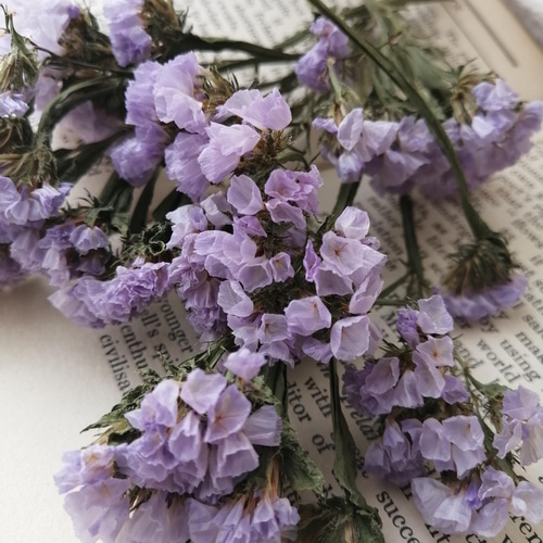 優しいラベンダー色のドライフラワースターチス 花材 ハンドメイド