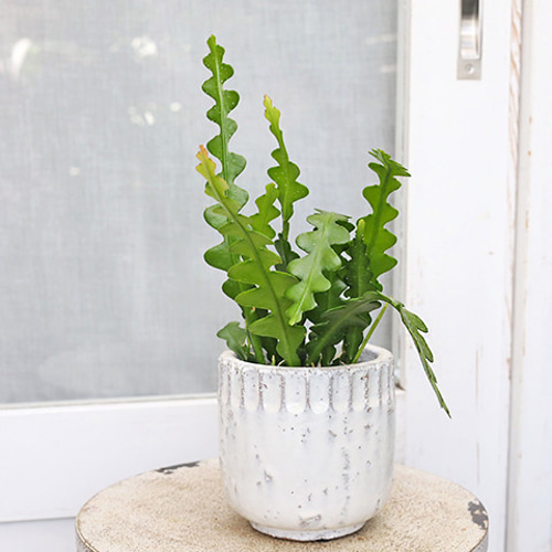 現品販売 観葉植物 フィッシュボーンカクタス エピフィラム 現品販売 観葉植物 フィッシュボーンカクタス エピフィラム