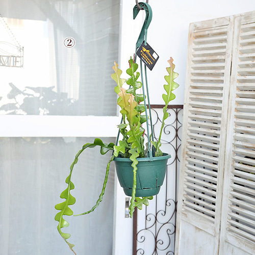 現品販売 観葉植物 フィッシュボーンカクタス エピフィラム 現品販売 観葉植物 フィッシュボーンカクタス エピフィラム