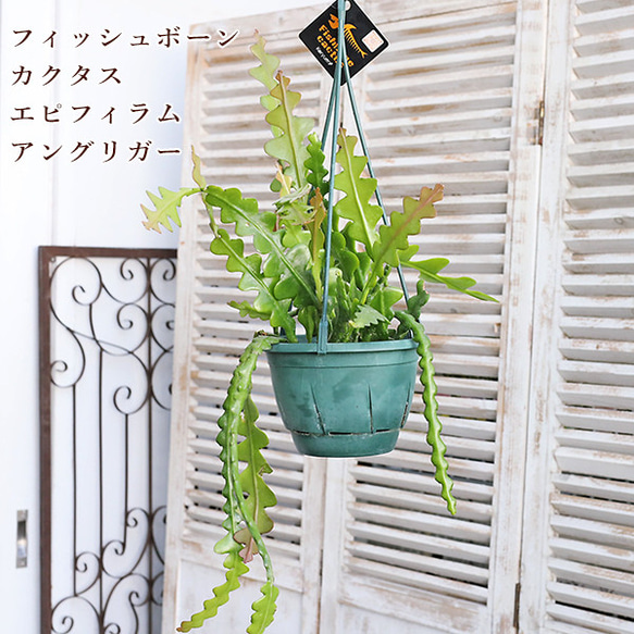 おしゃれ 観葉植物：エピフィラム アングリガー*5号 吊り鉢