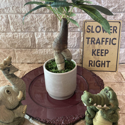 光触媒 人工観葉植物 ウォールグリーン フェイク アレンジ 太足パキラ 