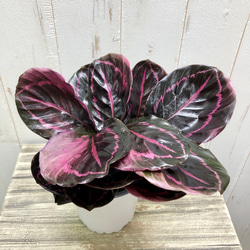 株立ち カラテア ドッティ 4号鉢 その他インテリア雑貨 PLANTS SHOP