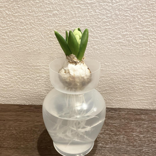 ヒヤシンス 水栽培セット 球根+ポット オレンジ色 希少♡ 多肉 ヒヤシンス 水栽培セット 球根+ポット オレンジ色 希少♡ 多肉