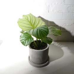 ●数量限定●新作●希少種　”カラテア オルビフォリア　アッシュグレー鉢セット”　観葉植物　インテリア　グリーン×シルバー 1枚目の画像